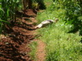 dsc00688.jpg