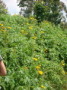 dsc00699.jpg