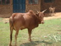 dsc00706.jpg