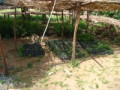 dsc00785.jpg