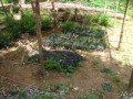 dsc00786.jpg