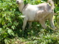 dsc00809.jpg