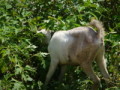 dsc00810.jpg