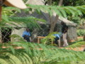 dsc00811.jpg
