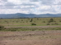 dsc00984.jpg