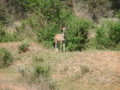 dsc00996.jpg