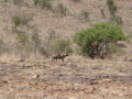 dsc01064.jpg