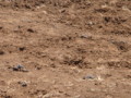 dsc01069.jpg