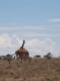 dsc01075.jpg