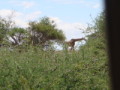 dsc01080.jpg