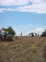 dsc01081.jpg