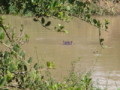 dsc01097.jpg