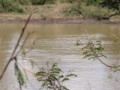 dsc01099.jpg