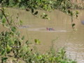 dsc01100.jpg