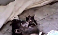 2716cc.jpg
