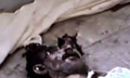 2716cc.jpg