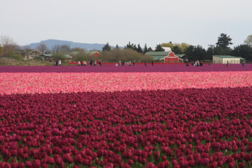 Beautiful spring flowers bring cheer