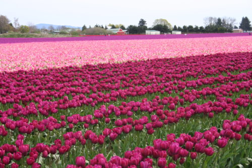tulips_054.jpg