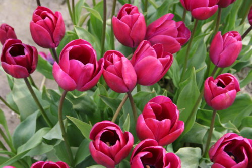 tulips_059.jpg