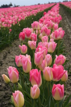tulips_108.jpg