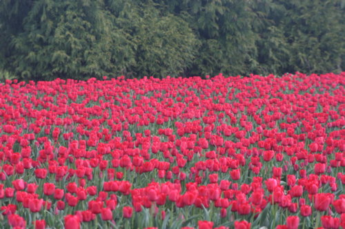 tulips_212.jpg