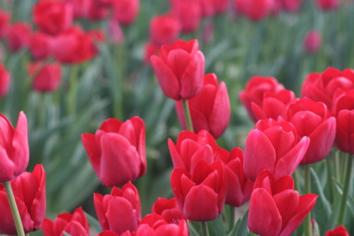tulips_241.jpg