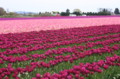 tulips_054.jpg