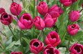 tulips_059.jpg