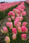 tulips_108.jpg