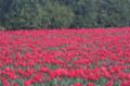 tulips_212.jpg