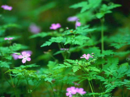 forest_flowers.jpg